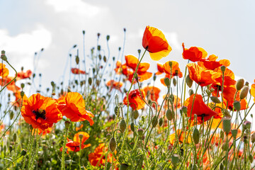 Field poppy (Papaver rhoeas) on the meadow in sunny day