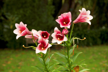 Fototapeta na wymiar Pink lily in the garden