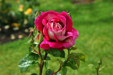 pink rose in garden