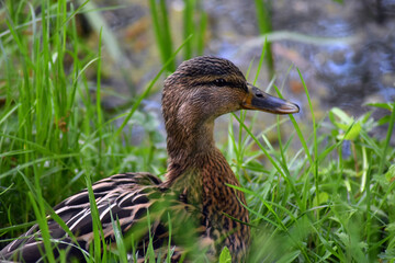 duck on the grass