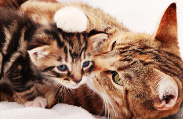 british short hair cat and kitten on white background 