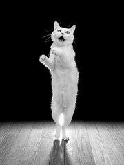 可愛くおどけながらダンスしている白猫、モノクロ写真
