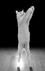 おもちゃめがけて長く伸びあがって両手キャッチしながらジャンプする白猫、モノクロ写真