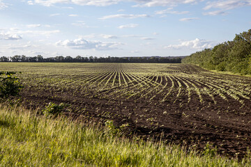 Fototapeta na wymiar On a crop field to sprout the first green shoots. Agriculture and farming background