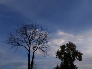 Fototapeta na wymiar Silhouettes of tall trees on the blue sky background - Poland, Duszniki 
