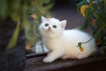 Katze Kitten im Garten unterwegs - verträumt Sommer Frühling