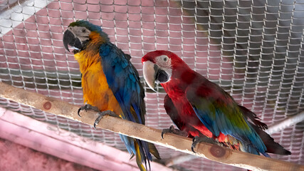 Two macaw parrots are sitting in a metal cage.