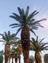 Beautiful view of palm trees against a blue sky. Croatia, Split.