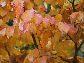 Colourful Leaves