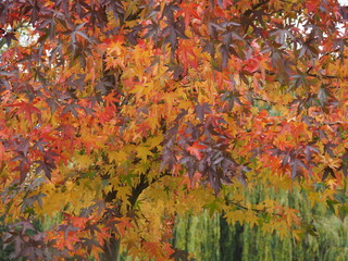 Colourful Leaves