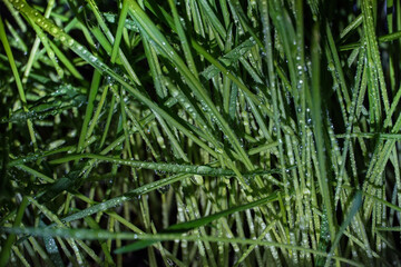 Fototapeta na wymiar close up of green grass waterdrops