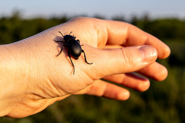 a large black beetle crawling on the hand of the girl in the background