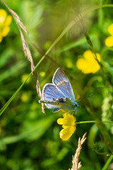 Obraz na płótnie Canvas blue butterfly on a green leaf