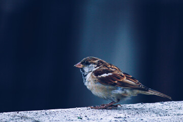 Sparrow in the blue