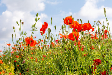 Field poppy (Papaver rhoeas) on the meadow in sunny day
