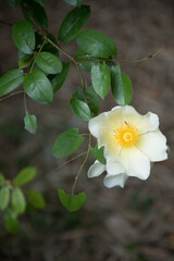 ROSA ANTICA bucolica  