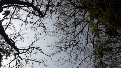 tree branches against blue sky