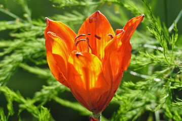 rosliny a o nazwie lilia ogrodowa i jej roznokolorowe odmiany rosnace na skwerach i ogrodach przydomowych w miescie bialystok na podlasiu w polsce