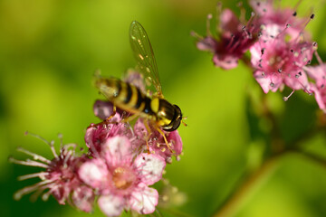 wasp on flower