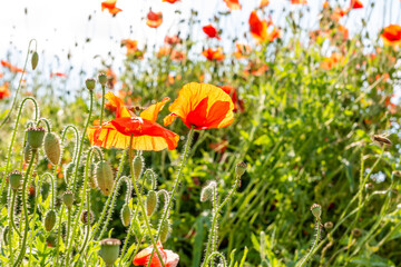 Field poppy (Papaver rhoeas) on the meadow in sunny day