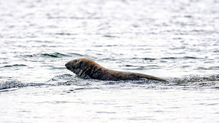 Fototapeta premium Common seal bull (harbour seal) heading to sea from the shore