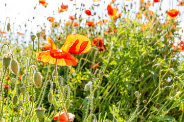Field poppy (Papaver rhoeas) on the meadow in sunny day