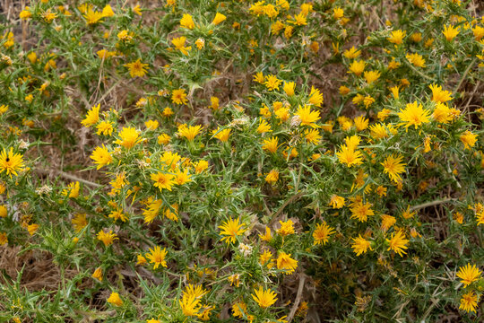 Scolymus hispanicus, the common golden thistle or Spanish oyster thistle background, texture.