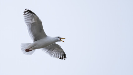Herring gull in flight with his wings outstretched showing feathers and plumage