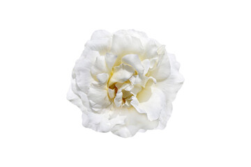 white rose flower isolated on white