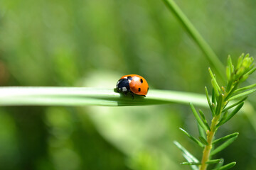 ladybug in macro