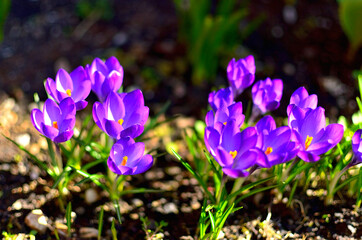Purple Crocus Flowers as first Sign of Spring on a Sunny Day in Transylvania.