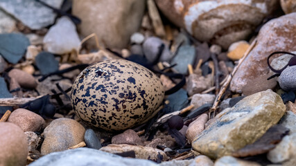Oyster catcher chick hatching from an egg