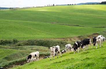 サロベツ原野の大規模牧場に放牧中の乳牛 / 北海道 豊富町