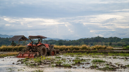 People driving tractor in rice field.
In order to prepare rice
