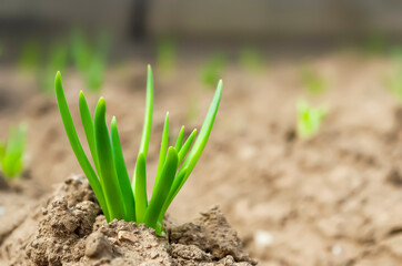 Green onion feathers in the ground on a garden bed in a vegetable farm. Sprout. Fresh harvest.