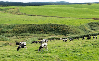 北海道の広大な牧場 / 北海道豊富町 サロベツ原野