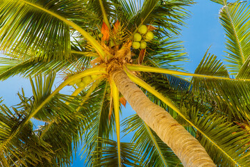 Obraz premium Green leaves of coconut palm tree against blue sky. Nature view. Summer vacation concept.