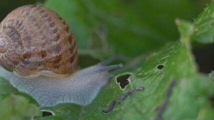 Snail shell between fresh sprout leafs. Mollusk snails with brown striped shell