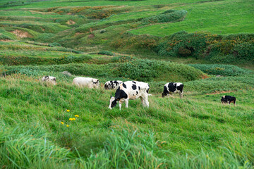 Fototapeta premium サロベツ原野の大規模牧場に放牧中の乳牛 / 北海道 豊富町