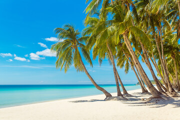 Fototapeta na wymiar Beautiful landscape of tropical beach on Boracay island, Philippines. Coconut palm trees, sea, sailboat and white sand. Nature view. Summer vacation concept.