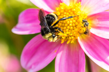 a bumble bee gathering nectar from a pink flower, Salem, Oregon.