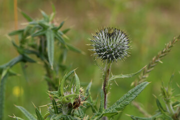 Purple flower of a thistle in an urban garden