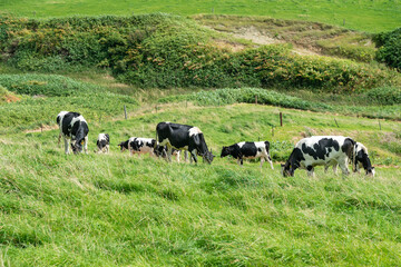 北海道の広大な牧場 / 北海道豊富町 サロベツ原野