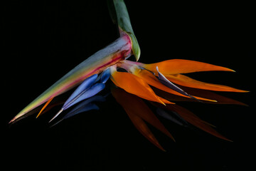 bird of paradise flower on a black reflective surface