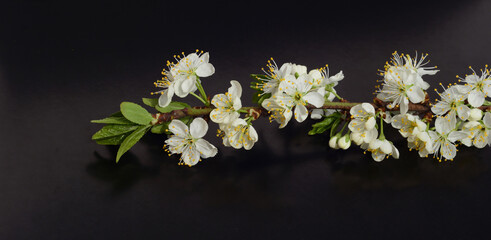Isolated branch with cherry blossom, cherry tree white flowers on black background.