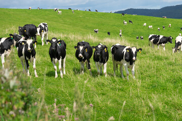 Fototapeta premium サロベツ原野の大規模牧場に放牧中の乳牛 / 北海道 豊富町