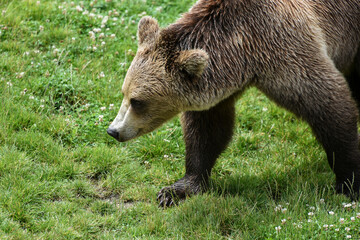 brown bear