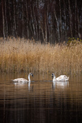 Two baby black swans swimming in lake together.