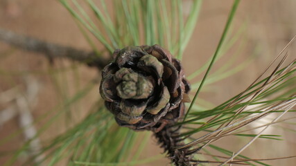Photo of pine fruit good for background etc