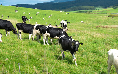 Fototapeta premium サロベツ原野の大規模牧場に放牧中の乳牛 / 北海道 豊富町